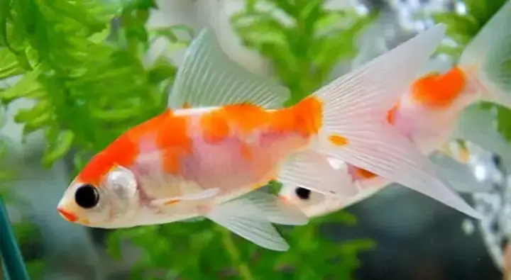 Đặc Điểm Của Cá Chép Nam Dương