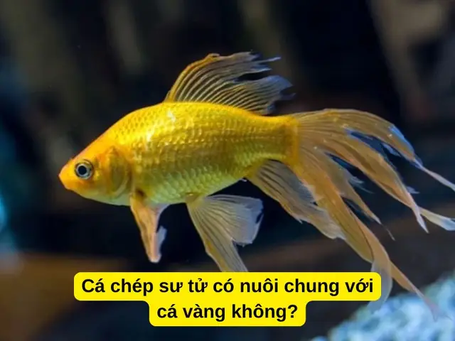 Cá Chép Sư Tử Có Nuôi Chung Với Cá Vàng Không?