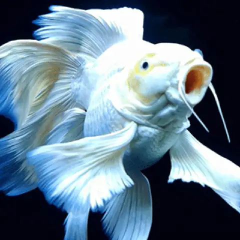 Điều Kiện Sống Điều Kiện Sống