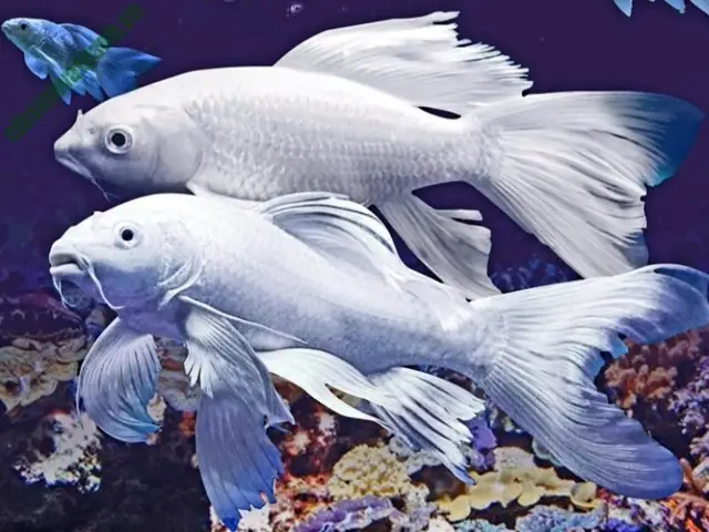 Triển Vọng Của Nghề Nuôi Cá Chép Nhật Trắng Triển Vọng Của Nghề Nuôi Cá Chép Nhật Trắng