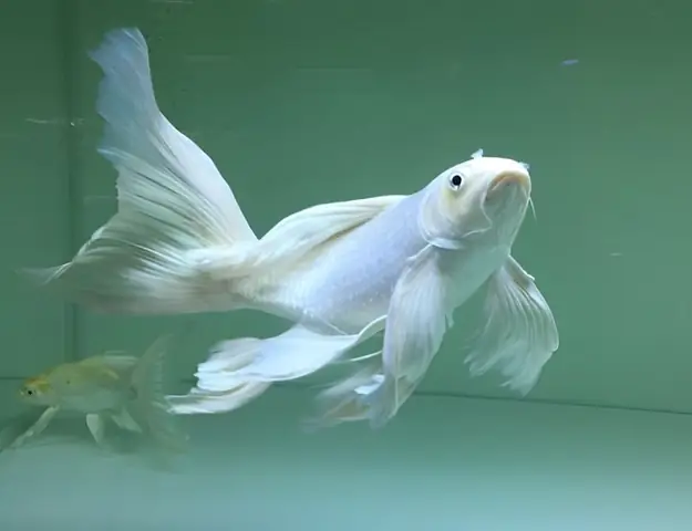 Cá Chép Nhật Trắng Cá Chép Nhật Trắng