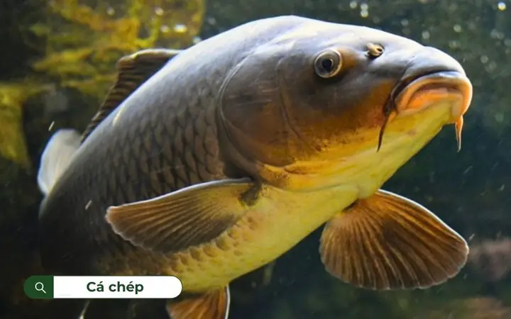 Cá Chép Nước Ngọt: Đặc Điểm, Môi Trường Sống Và Giá Trị Dinh Dưỡng