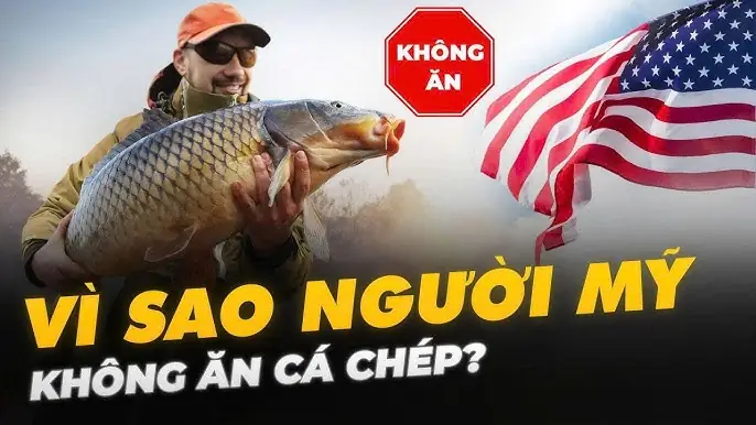 Cá Chép Châu Á Ở Mỹ: Kẻ Xâm Lược Sinh Thái Hay Nạn Nhân Của Định Kiến?