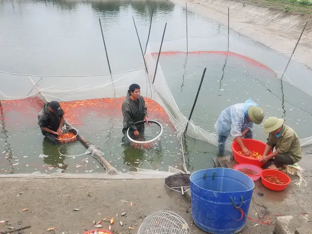 Cá Chép Tam Dương