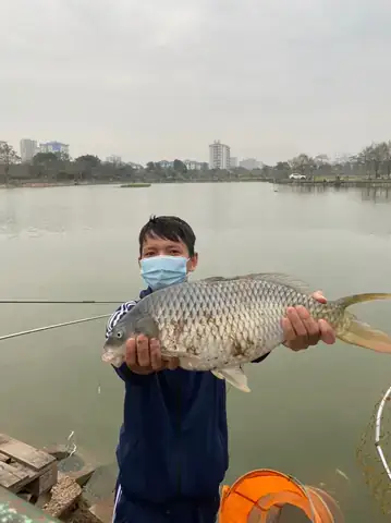 Tại Sao Mùi Hương Lại Quan Trọng Đối Với Cá Chép?