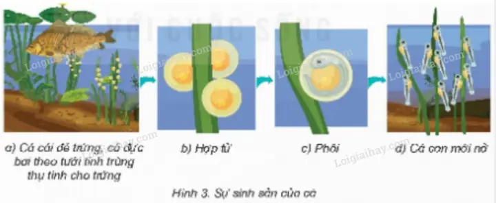 Cá Chép Thụ Tinh Trong Hay Ngoài