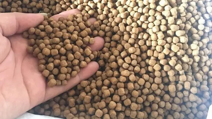Thức Ăn Cho Cá Chép Vàng Thức Ăn Cho Cá Chép Vàng
