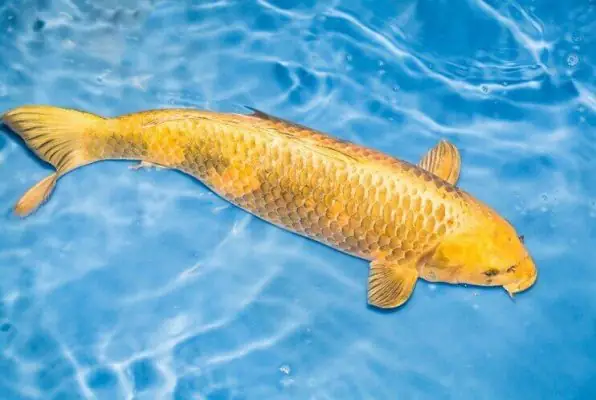 Bệnh Phát Ban Bệnh Phát Ban