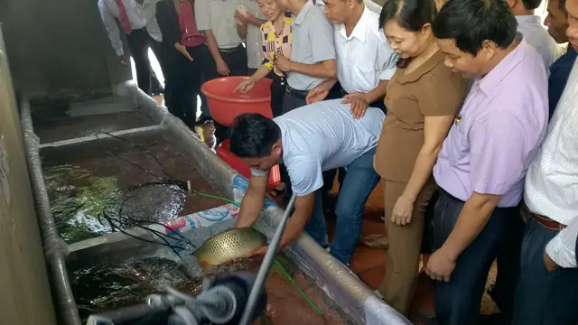 Cá Chép Vàng Indonesia