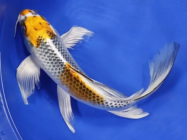 Bệnh Tiêu Chảy