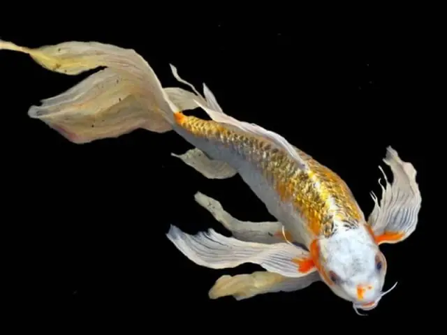 Cá Chép Vảy Rồng