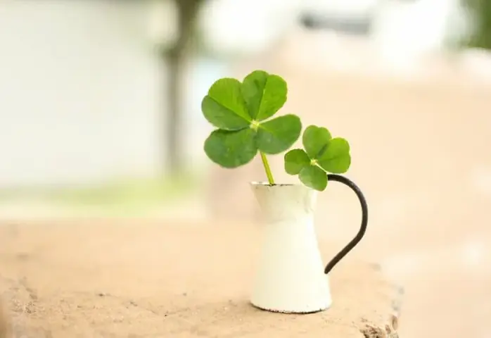 Avatar Cá Chép, Đậu Đỏ Và Các Biểu Tượng Thi Cử