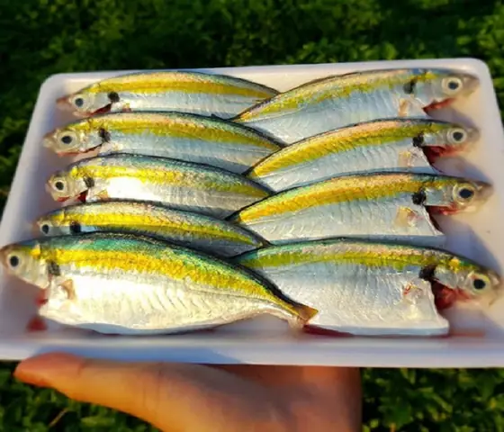 Cá Chỉ Vàng Sống: Bí Mật Đáng Kinh Ngạc Đằng Sau Siêu Cá Biển