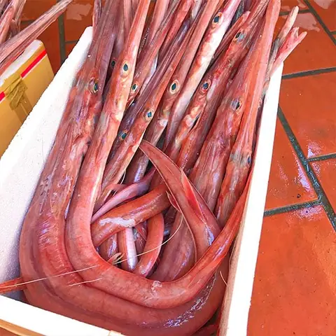 Cá Chìa Vôi Đỏ: Đặc Điểm, Công Dụng Và Cách Sử Dụng Trong Dân Gian