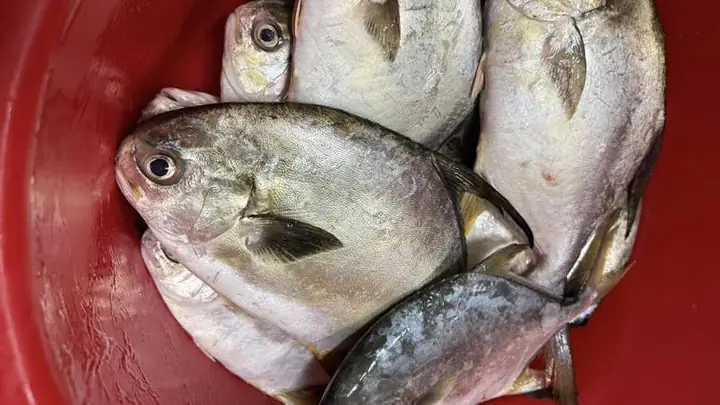 7giá Cá Chim Biển Bao Nhiêu Tiền?