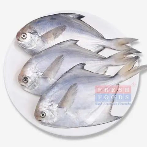 Cá Chim Biển Giá Bao Nhiêu? Bảng Giá & Kinh Nghiệm Mua Chuẩn Nhất 2025
