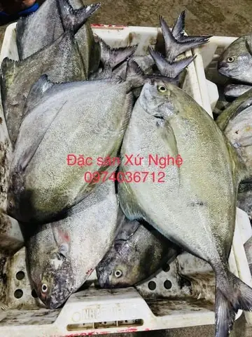 Cá Chim Đen Biển