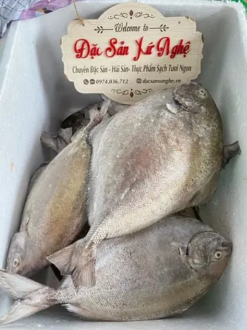 Cá Chim Đen Biển
