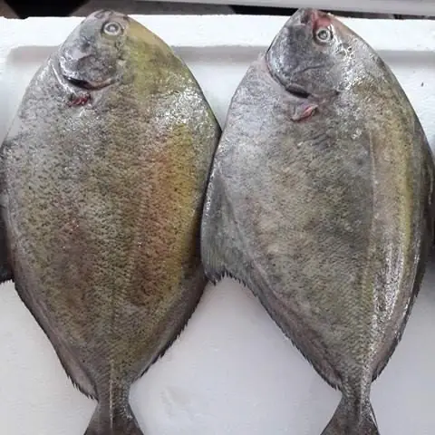 Cá Chim Đen Câu - 270k/kg