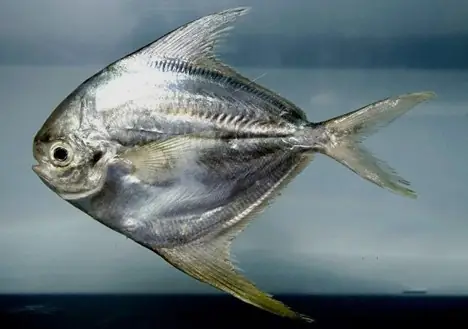 Cá Chim Gai