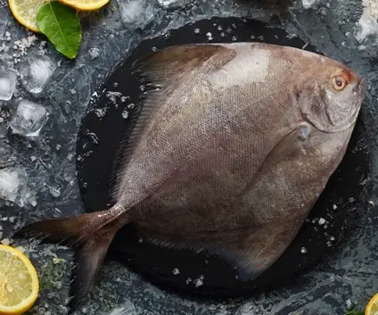 Cá Chim Đen