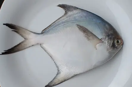 Cá Chim Trắng