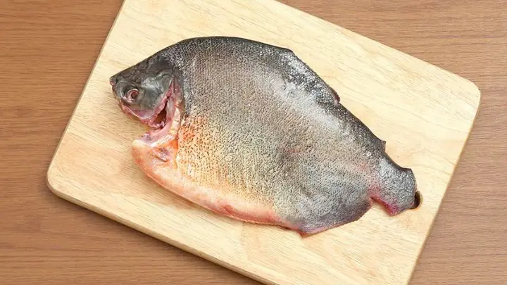 1cá Chim Nước Ngọt Là Cá Gì? 1cá Chim Nước Ngọt Là Cá Gì?