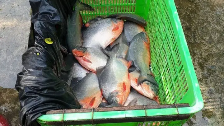 3những Món Ăn Ngon Từ Cá Chim Nước Ngọt