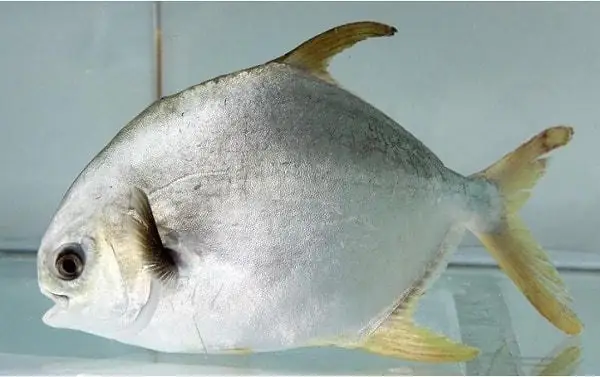 Cá Chim Trắng Là Thực Phẩm Giàu Chất Dinh Dưỡng, Tới Nay Đã Được Nuôi Khá Phổ Biến.