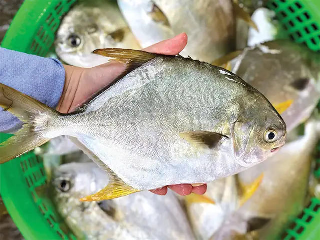 Cá Chim Trắng Vây Vàng: Mô Hình Nuôi Hiệu Quả Cao, Dễ Nhân Rộng