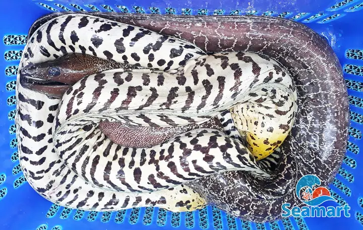 Cá Chình Bông Biển