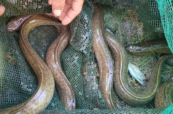 Cá Chình Bông Nước Ngọt: Đặc Điểm, Môi Trường Sống Và Giá Trị Kinh Tế