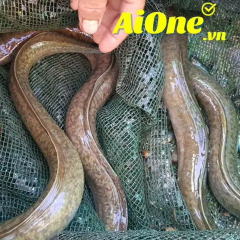 Cá Chình Giá Bao Nhiêu? Giá Thị Trường, Cách Chọn & Món Ngon