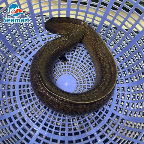 Mua Cá Chình Bông Nước Ngọt Tươi Sống Tphcm