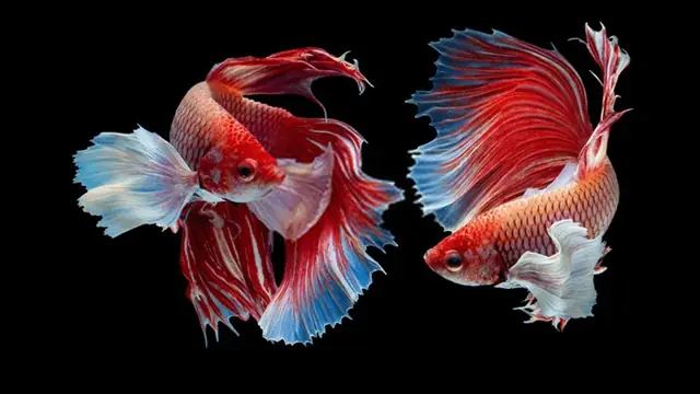 Việt Nam Sở Hữu Loại Cá Chọi Đắt Đỏ Bậc Nhất Thế Giới, Vừa Hiếu Chiến Lại Có Vẻ Ngoài Đẹp Mắt