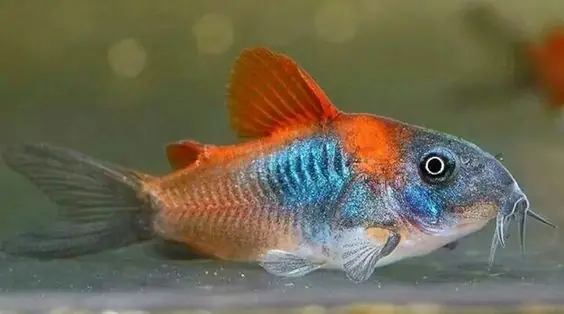 Cá Chuột Cá Chuột