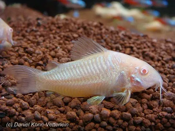 Cá Chuột Cá Chuột