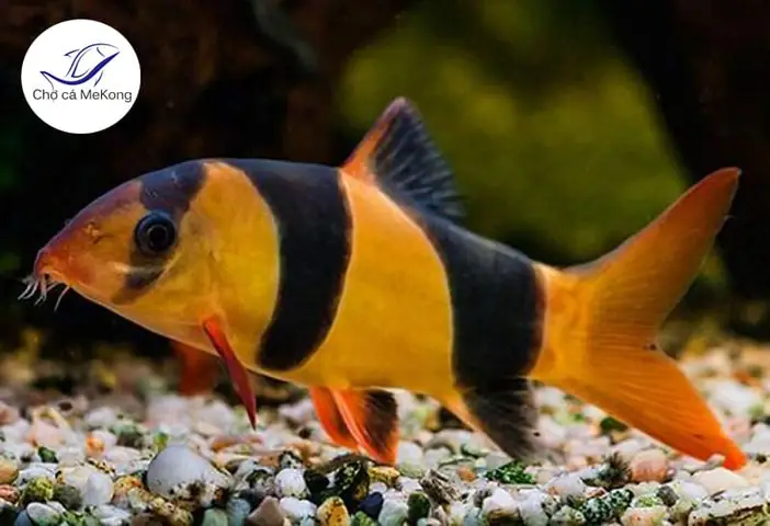 Cá Chuột Mỹ Size To: Đặc Điểm, Nuôi Trồng Và Cách Chọn Mua