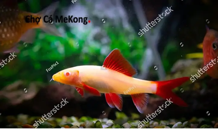 Cá Chuột Thái Ăn Gì? Món Ăn Và Cách Chế Biến
