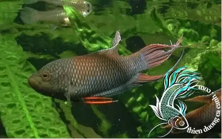 Cá Cờ Đen Huế