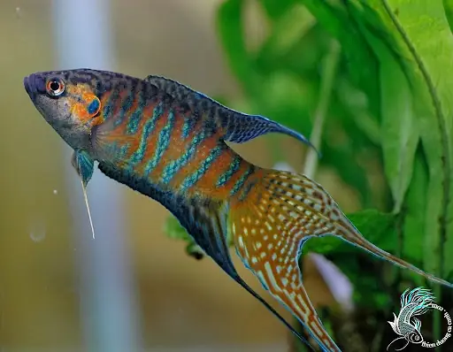 Cá Cờ Đen Huế