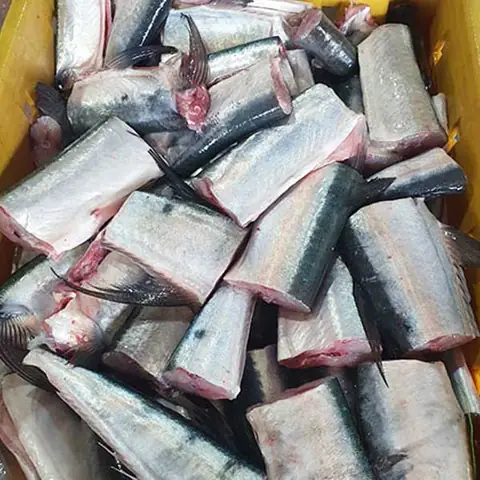 Cá Có Xương Màu Xanh Là Gì Và Những Điều Thú Vị Về Loài Cá Kỳ Lạ Này