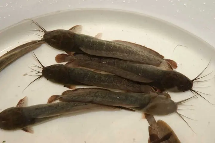 Cá Da Trơn Là Gì? Cá Da Trơn Là Gì?