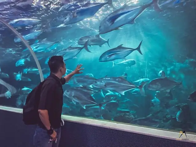 Cận Cảnh Bữa Tiệc Dưới Đại Dương: Cá Mập Săn Mồi Tại Vinpearl Land Phú Quốc