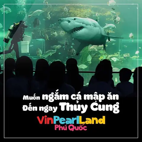 Cận Cảnh Bữa Tiệc Dưới Đại Dương: Cá Mập Săn Mồi Tại Vinpearl Land Phú Quốc