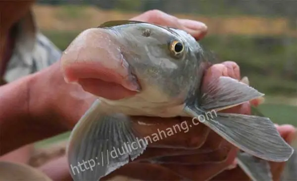 Damxanhanhvunahangtuyenquang2