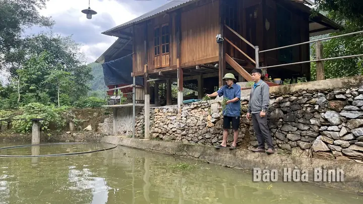 Cá Dầm Xanh Mai Châu