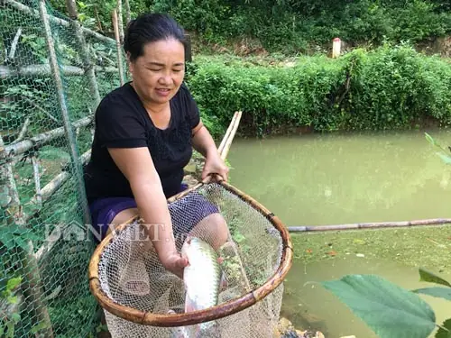 Nuôi Loài Cá Dầm Xanh Ăn Cỏ Như Dê, Ao Bé Tý Mà Thu 80 Triệu Đồng