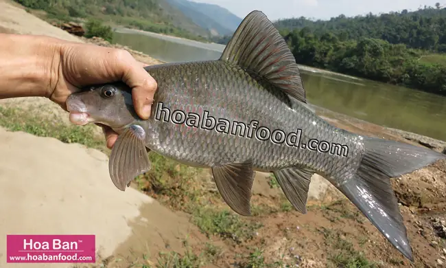 Cá Dầm Xanh Sông Đà: Đặc Sản Nước Nổi Tiếng Và Những Điều Bạn Cần Biết