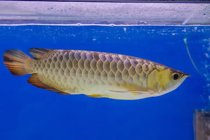 Cá Rồng